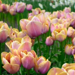 Tulip 'Blue Heaven' -UK Garden Plants Shop tulip blue heaven 2 scaled