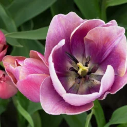 Tulip 'Blue Heaven' -UK Garden Plants Shop tulip blue heaven 4 scaled