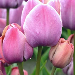UK Garden Plants Shop -UK Garden Plants Shop tulip blue heaven 6 fc21224c 7b3e 424b a04e bea461cf5d6a scaled