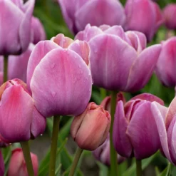 Tulip 'Blue Heaven' -UK Garden Plants Shop tulip blue heaven 7 scaled