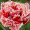 Tulip 'Queensland' -UK Garden Plants Shop tulip brest 1