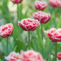 Tulip 'Queensland' 12 Tulip 'Queensland' -UK Garden Plants Shop tulip brest 2