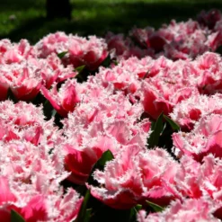 Tulip 'Queensland' 13 Tulip 'Queensland' -UK Garden Plants Shop tulip brest 2 3f1c3b50 65ae 4724 8d94 b0fe7b274ae2 scaled