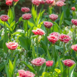 Tulip 'Queensland' 14 Tulip 'Queensland' -UK Garden Plants Shop tulip brest 3