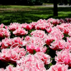 Tulip 'Queensland' 16 Tulip 'Queensland' -UK Garden Plants Shop tulip brest 3 349568e3 70e7 4b20 bbc1 0cb14de77315