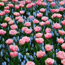 Tulip 'Queensland' 17 Tulip 'Queensland' -UK Garden Plants Shop tulip brest 4