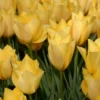 Tulip 'Bright Gem' -UK Garden Plants Shop tulip bright gem 0