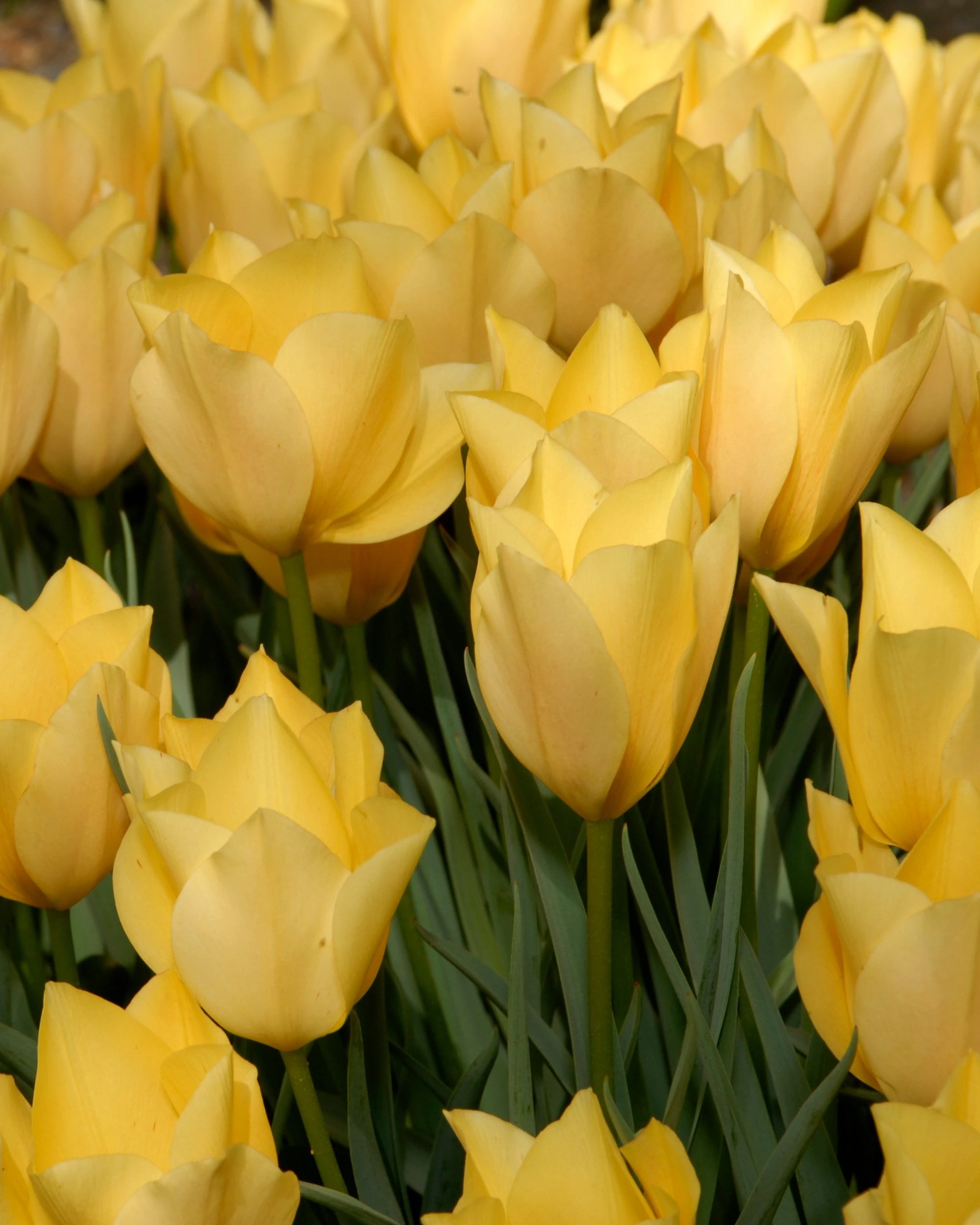 Tulip 'Bright Gem' 3 Tulip 'Bright Gem'