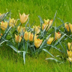 Tulip 'Bright Gem' 10 Tulip 'Bright Gem' -UK Garden Plants Shop tulip bright gem 1