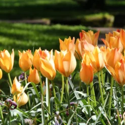 Tulip 'Bright Gem' 12 Tulip 'Bright Gem' -UK Garden Plants Shop tulip bright gem 1 290a38ac 76e8 4aa7 8e4b 0f8bf0067ed5