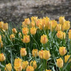 Tulip 'Bright Gem' 9 Tulip 'Bright Gem' -UK Garden Plants Shop tulip bright gem 5