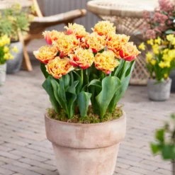 Tulip 'Brisbane' -UK Garden Plants Shop tulip brisbane 1 1