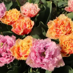 Tulip 'Brisbane' -UK Garden Plants Shop tulip brisbane 10 scaled