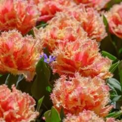 Tulip 'Brisbane' -UK Garden Plants Shop tulip brisbane 11 scaled