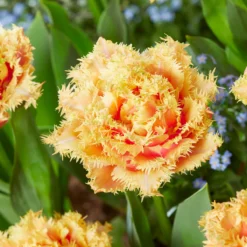 Tulip 'Brisbane' -UK Garden Plants Shop tulip brisbane 2 1