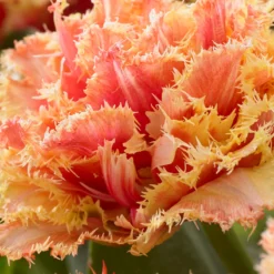 Tulip 'Brisbane' -UK Garden Plants Shop tulip brisbane 3