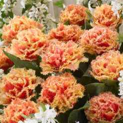 Tulip 'Brisbane' -UK Garden Plants Shop tulip brisbane 4