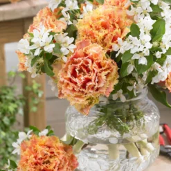 Tulip 'Brisbane' -UK Garden Plants Shop tulip brisbane 5