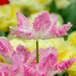 Tulip 'Cabanna' -UK Garden Plants Shop tulip cabanna 1 scaled