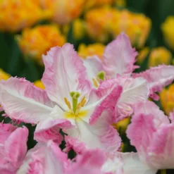 Tulip 'Cabanna' -UK Garden Plants Shop tulip cabanna 2 scaled