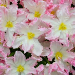 Tulip 'Cabanna' -UK Garden Plants Shop tulip cabanna 3 scaled