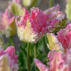 Tulip 'Cabanna' -UK Garden Plants Shop tulip cabanna 5 scaled