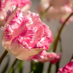 Tulip 'Cabanna' -UK Garden Plants Shop tulip cabanna 8 scaled