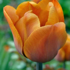 Tulip 'Cairo'