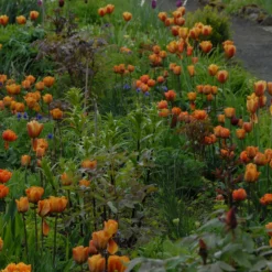 Tulip 'Cairo' 17 Tulip 'Cairo' -UK Garden Plants Shop tulip cairo 1 scaled