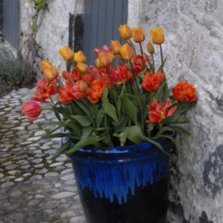 Tulip 'Cairo' 25 Tulip 'Cairo' -UK Garden Plants Shop tulip cairo 11 scaled