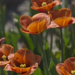 Tulip 'Cairo' 26 Tulip 'Cairo' -UK Garden Plants Shop tulip cairo 12 scaled