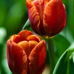 Tulip 'Cairo' 16 Tulip 'Cairo' -UK Garden Plants Shop tulip cairo 14 scaled