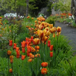 Tulip 'Cairo' 18 Tulip 'Cairo' -UK Garden Plants Shop tulip cairo 2 scaled