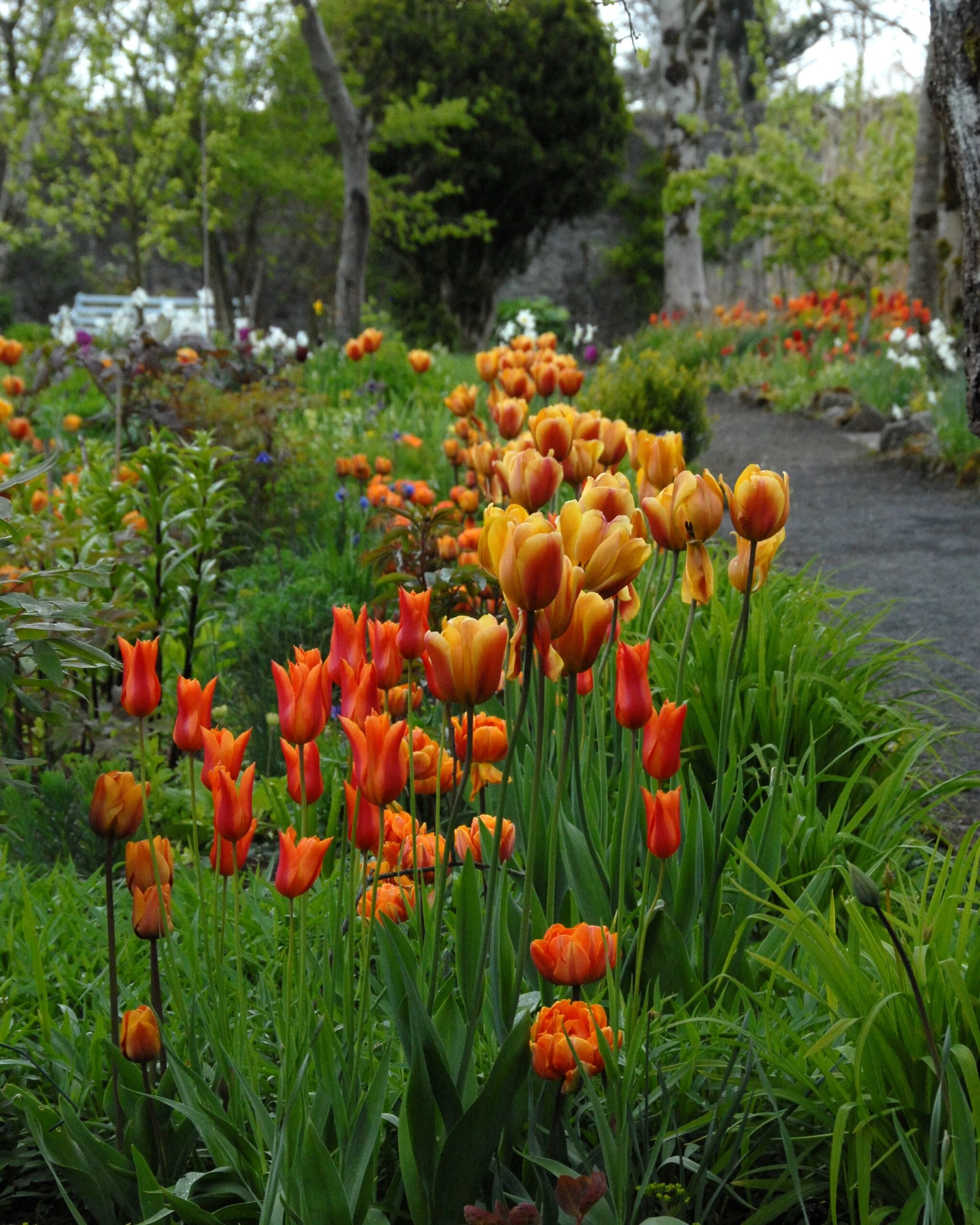 Tulip 'Cairo' 6 Tulip 'Cairo' - Image 4