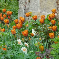 Tulip 'Cairo' 19 Tulip 'Cairo' -UK Garden Plants Shop tulip cairo 3 scaled