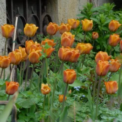 Tulip 'Cairo' 22 Tulip 'Cairo' -UK Garden Plants Shop tulip cairo 8 scaled