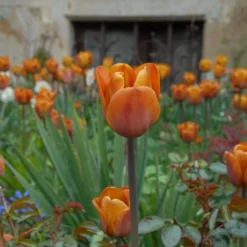 Tulip 'Cairo' 24 Tulip 'Cairo' -UK Garden Plants Shop tulip cairo 9 scaled