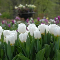 Tulip 'Calgary' -UK Garden Plants Shop tulip calgary 2 617483de 3449 4b9c b27a cfe39df16f04 scaled