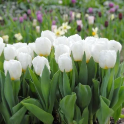 Tulip 'Calgary' -UK Garden Plants Shop tulip calgary 3