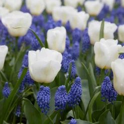 Tulip 'Calgary' -UK Garden Plants Shop tulip calgary 3 6a3df726 ff47 47b7 af7e 8fac519156fc