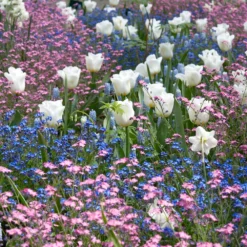 Tulip 'Calgary' -UK Garden Plants Shop tulip calgary 4 89d0f322 390e 4304 b0da 98b0f76dff3a