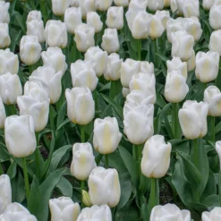 Tulip 'Calgary' -UK Garden Plants Shop tulip calgary 5