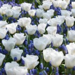 Tulip 'Calgary' -UK Garden Plants Shop tulip calgary 5 9fbf4e5c c59f 4464 bd93 ddea228ffb6c