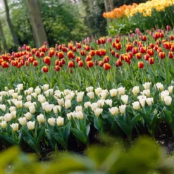 Tulip 'Calgary' -UK Garden Plants Shop tulip calgary 6