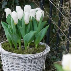 Tulip 'Calgary' -UK Garden Plants Shop tulip calgary 7
