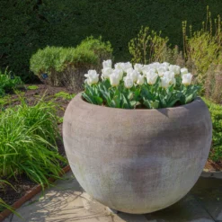 Tulip 'Calgary' -UK Garden Plants Shop tulip calgary 8 scaled