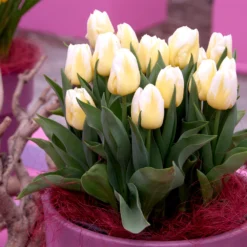 Tulip 'Calgary Flames' -UK Garden Plants Shop tulip calgary flames 1