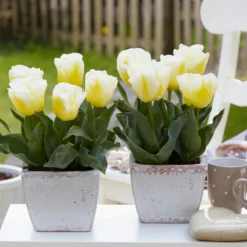 Tulip 'Calgary Flames' -UK Garden Plants Shop tulip calgary flames 10