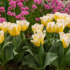 Tulip 'Calgary Flames' -UK Garden Plants Shop tulip calgary flames 12 scaled