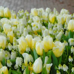 Tulip 'Calgary Flames' -UK Garden Plants Shop tulip calgary flames 13 scaled